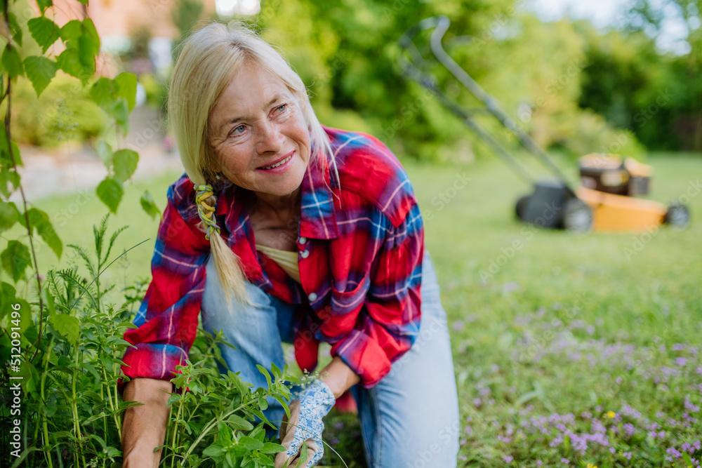Senior woman gardening in summer, ctaking care of herbs, garden work concept. Senior woman gardening in summer, ctaking care of herbs, garden work concept.