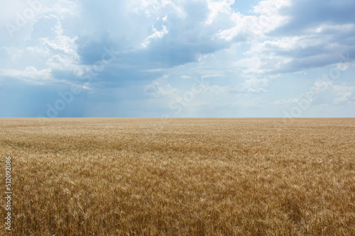 Field of ripe grain and blue sky  Nature - grain harvesting.