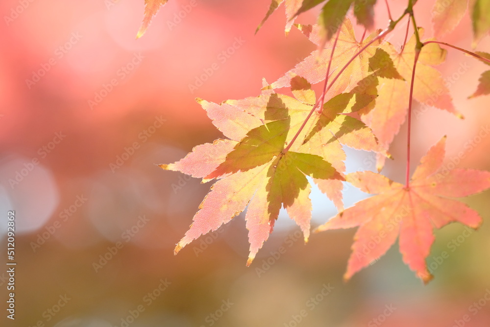 Japanese maple tree is changing leaves color	
