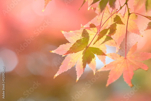 Japanese maple tree is changing leaves color  