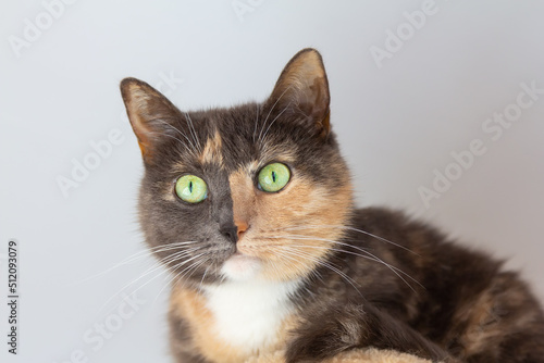 Domestic tricolor (white, gray, red) mestizo cat with yellow-green eyes on white background. Close-up, bottom view.