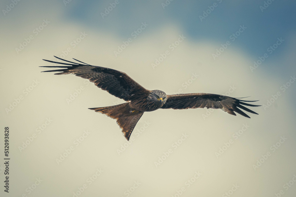 Obraz premium Rotmilan beim Fliegen