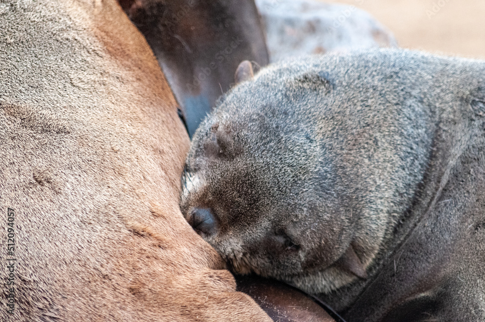 Close-up of a seal at the seal colony in Skeleton Coast, Namibia. Close-up of a seal at the seal colony in Skeleton Coast, Namibia.