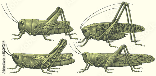 Valokuva Grasshoppers
