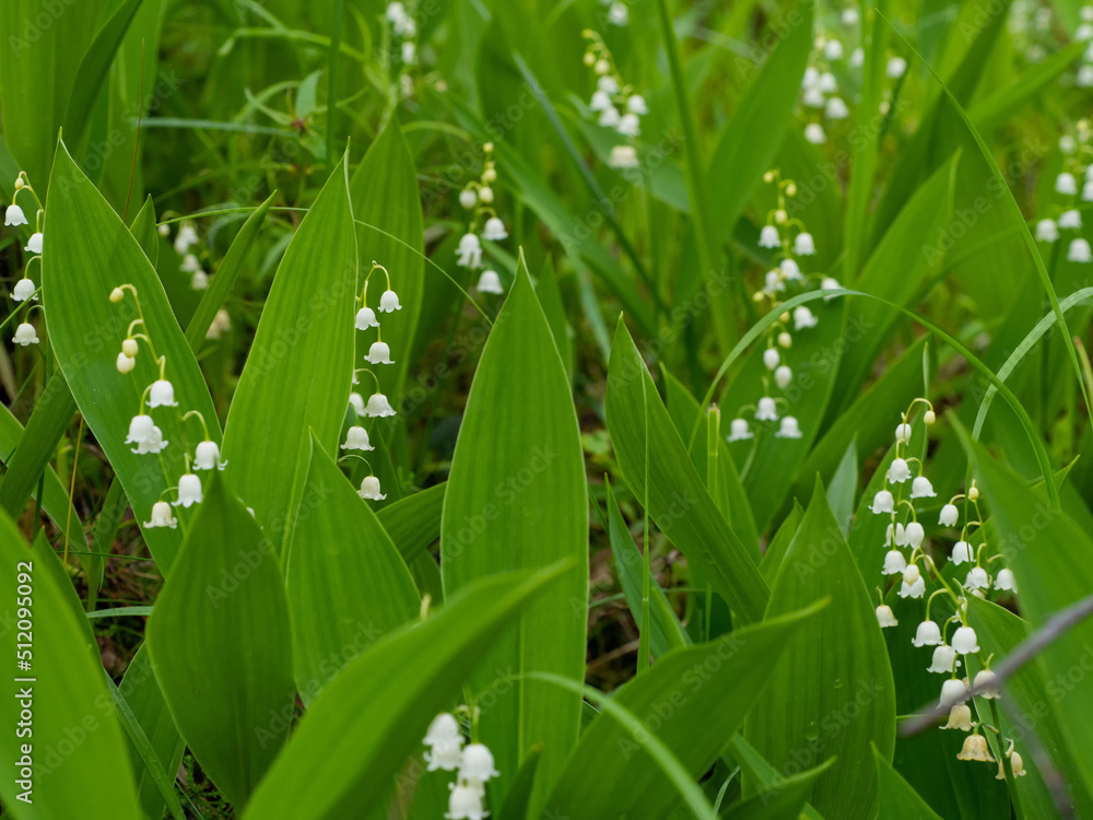 Blooming lilies of the valley in the forest in Karelia in summer Blooming lilies of the valley in the forest in Karelia in summer
