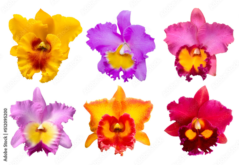 Set of Cattleya flowers isolated on white background with clipping path. Set of Cattleya flowers isolated on white background with clipping path.