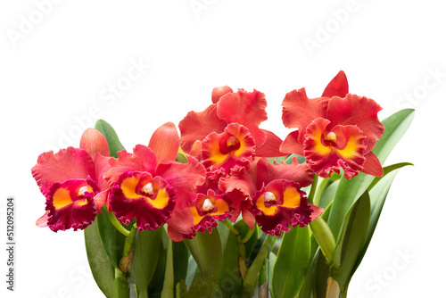  Cattleya flowers isolated on white background with clipping path.