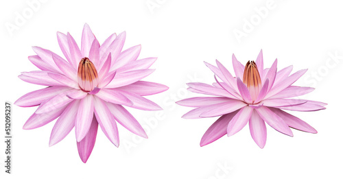 Set of lotus flowers isolated on white background with clipping path.