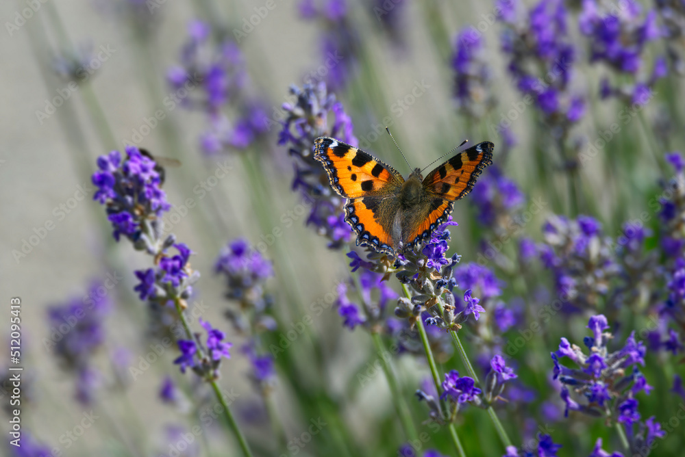 Small tortoiseshell butterfly (Aglais urticae) perched on lavender plant in Zurich, Switzerland Small tortoiseshell butterfly (Aglais urticae) perched on lavender plant in Zurich, Switzerland