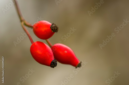 one branch with red rose hips