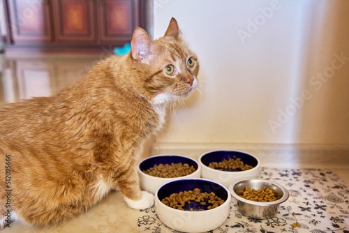 Funny big red cat pet eats food, at home in the kitchen from animal plates
