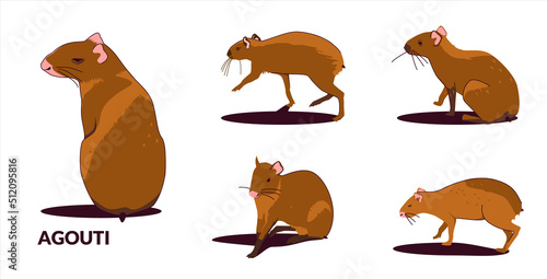 Agouti set - South American rodent, in different poses. Vector illustration in cartoon style isolated on white background. photo
