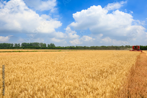 Ripe wheat field on farm. Combine harvester harvests ripe wheat. agricultural scene.