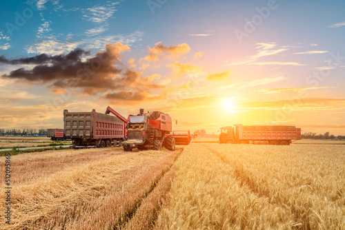 Combine harvester dumps harvested wheat into truck. Farm scene. farming harvest season at sunset.