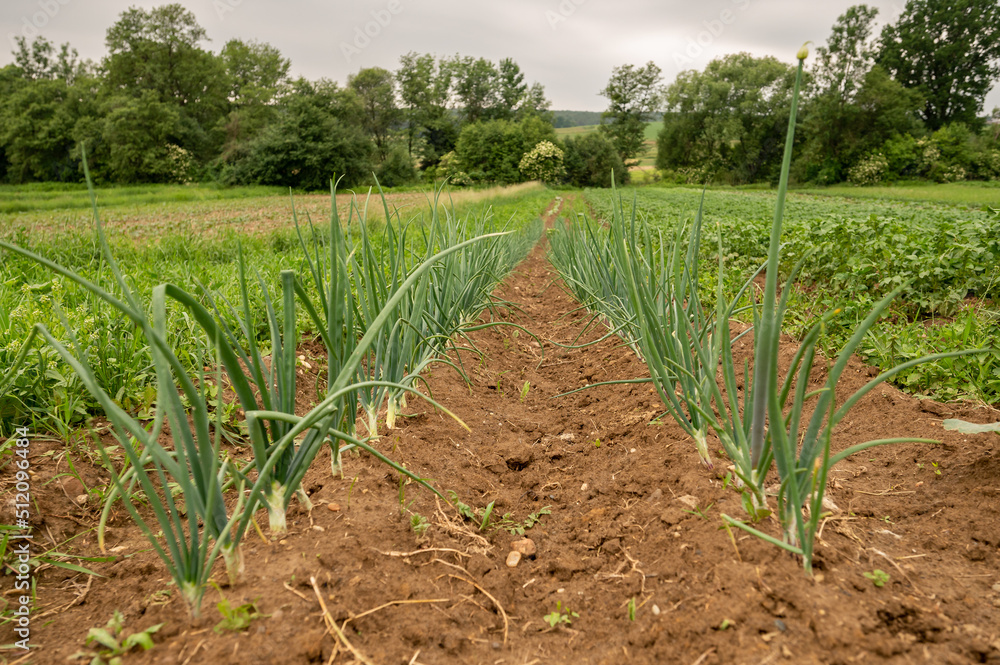 Fototapeta premium Onions on a field in western Styria in the evening atmosphere