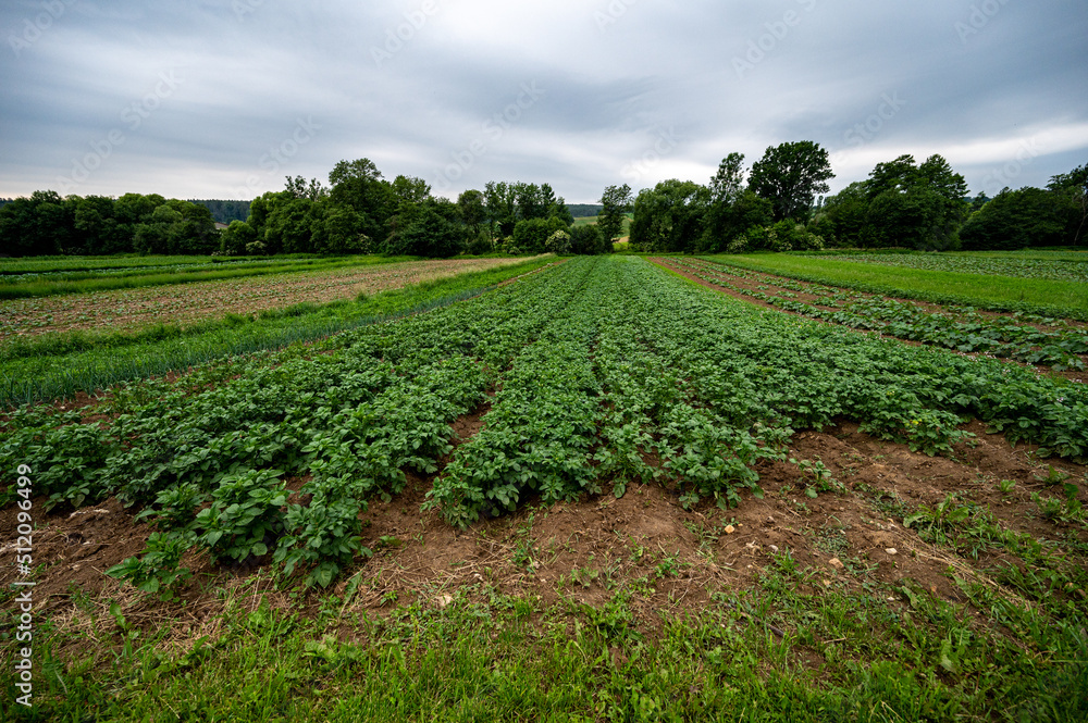 Potato field in western Styria in the evening mood.