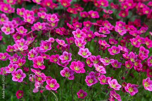 A field of blooming purple saxifrage flowers, natural background
