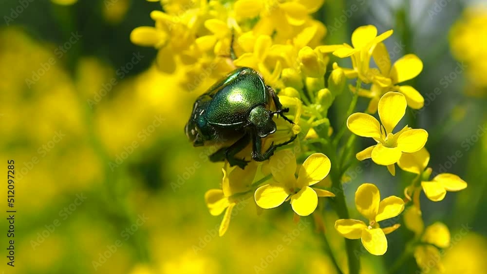 Golden bronze beetle of green color is a flower. A beautiful insect May beetle in a natural environment - macro photography. Golden bronze beetle of green color is a flower. A beautiful insect May beetle in a natural environment - macro photography.