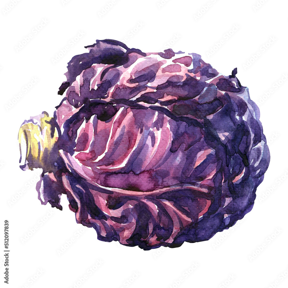 Obraz premium Head of fresh red cabbage or purple cabbage plant, brassica oleracea or blaukraut. Healthy vegetarian food, isolated, package design element, hand drawn watercolor illustration on white background