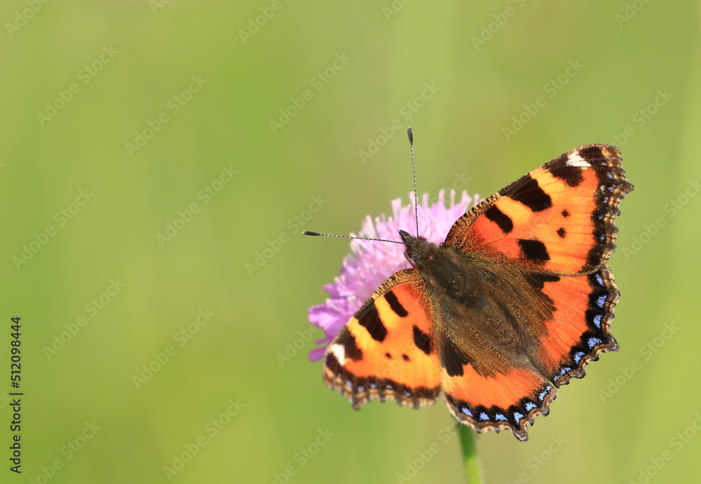 Obraz premium Small tortoiseshell (Aglais urticae), colorful butterfly on meadow flower