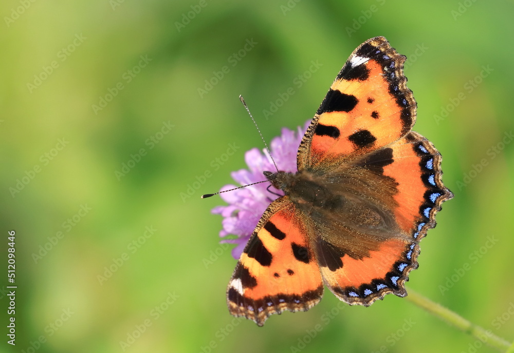 Obraz premium Small tortoiseshell (Aglais urticae), colorful butterfly on meadow flower
