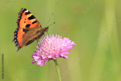 Small tortoiseshell (Aglais urticae), colorful butterfly on meadow flower