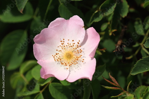 Rose hip pink flower close up