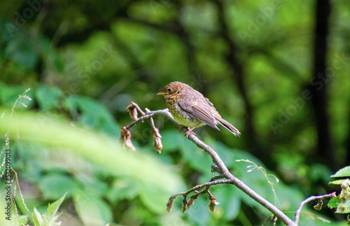 Nestflüchter, Jungvpgel photo