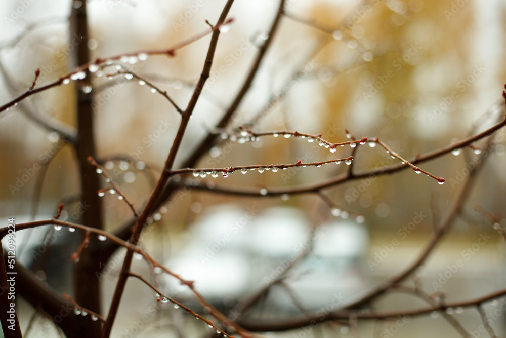Detail of garden trees with rain drops in Autumn season. After rain concept, depression, loneliness mood, clear, airy, clean, minimal design Detail of garden trees with rain drops in Autumn season. After rain concept, depression, loneliness mood, clear, airy, clean, minimal design