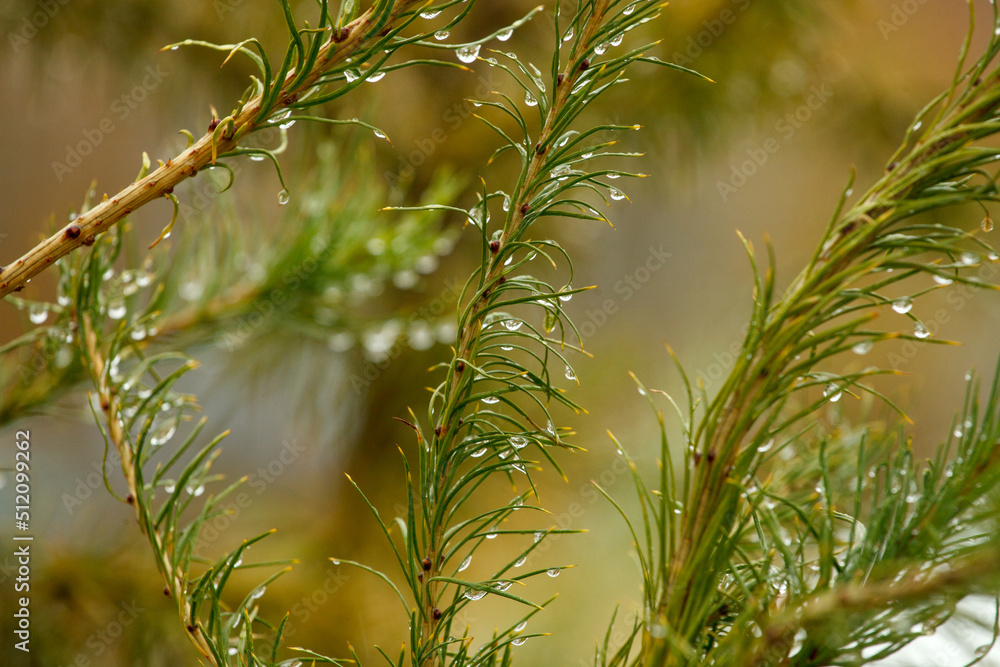 Detail of garden trees with rain drops in Autumn season. After rain concept, depression, loneliness mood, clear, airy, clean, minimal design