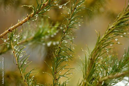 Obraz na płótnie Detail of garden trees with rain drops in Autumn season. After rain concept, depression, loneliness mood, clear, airy, clean, minimal design w salonie