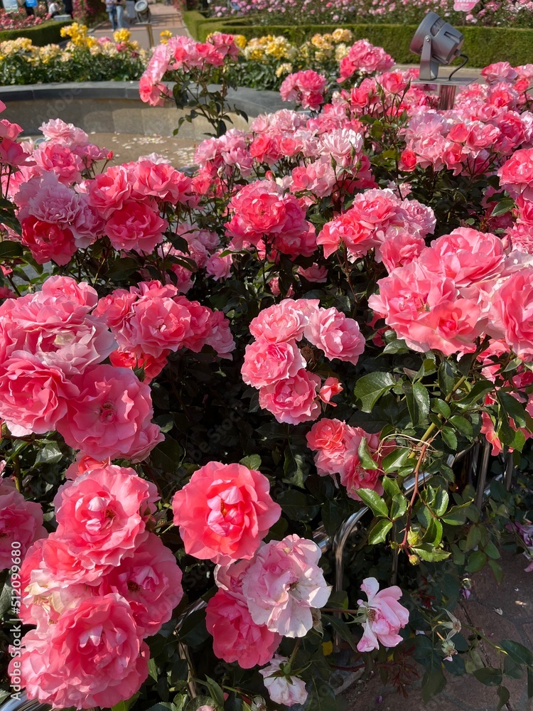 Obraz premium pink roses