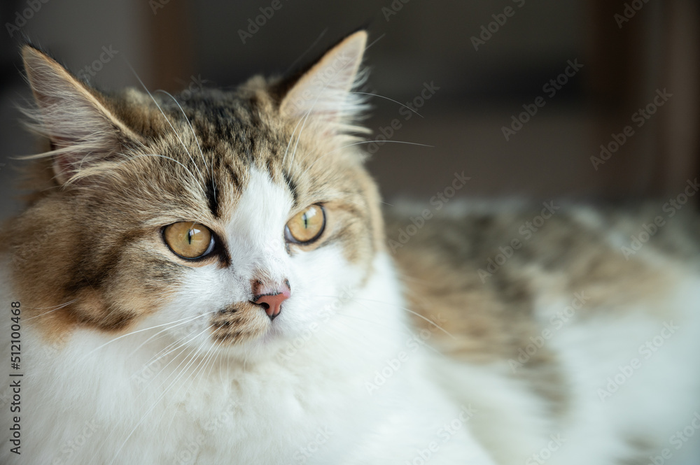 Headshot of young crossbreed Persian cat. Headshot of young crossbreed Persian cat.