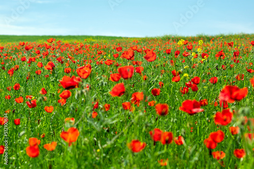 field of red poppy flowers and yellow rapeseed on sunny day Sping came concept Hello March  April  May