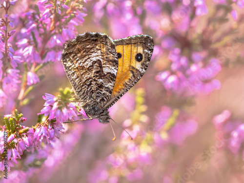 Rock grayling butterfly on heath photo