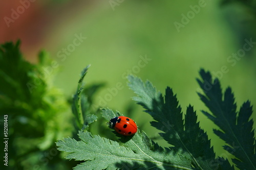 Ladybug on a green leaf. Beauty is in nature. Beautiful insects. Macro.