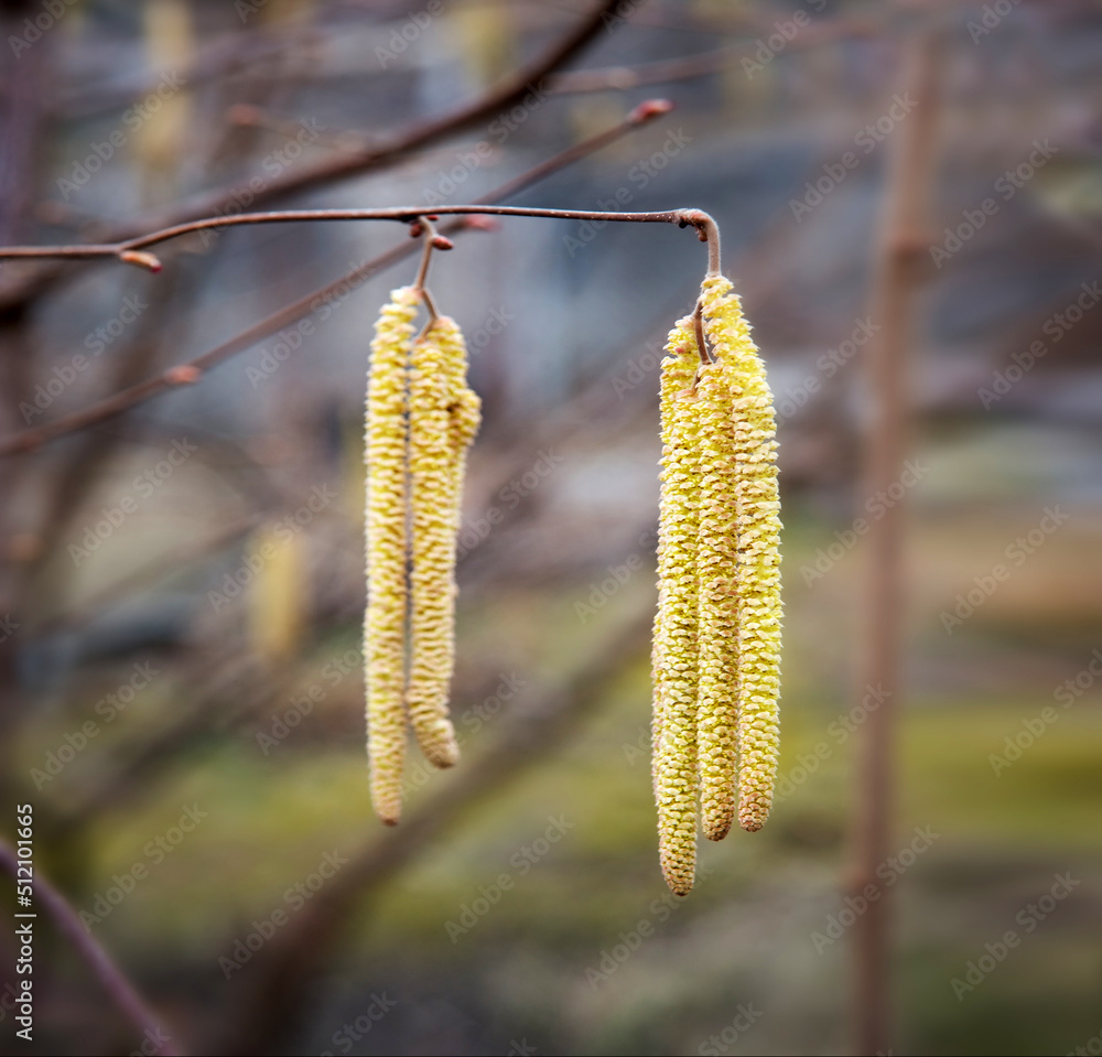 Buds on hazelnuts. Nature background Buds on hazelnuts. Nature background