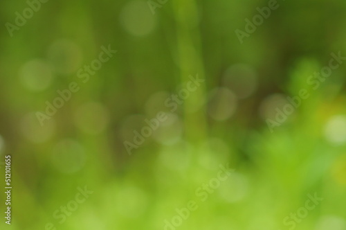Blurred natural background. Wildflowers with green leaves. Color image.