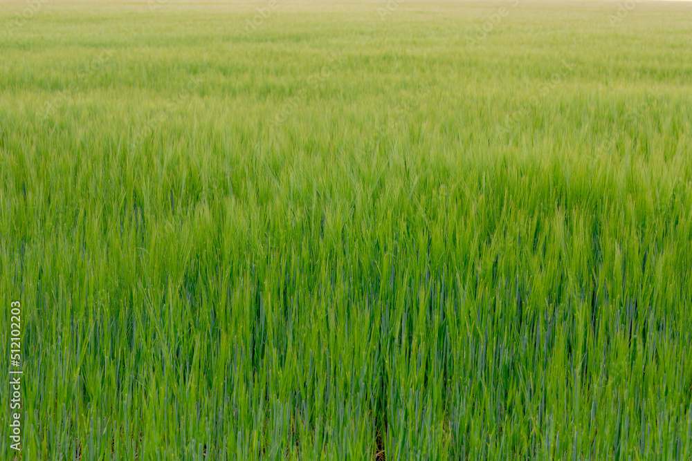 Selective focus of young green barley (gerst) in the field, Hordeum vulgare, Texture of soft ears of wheat in the farm, Agriculture industry in countryside, Nature pattern background. Selective focus of young green barley (gerst) in the field, Hordeum vulgare, Texture of soft ears of wheat in the farm, Agriculture industry in countryside, Nature pattern background.
