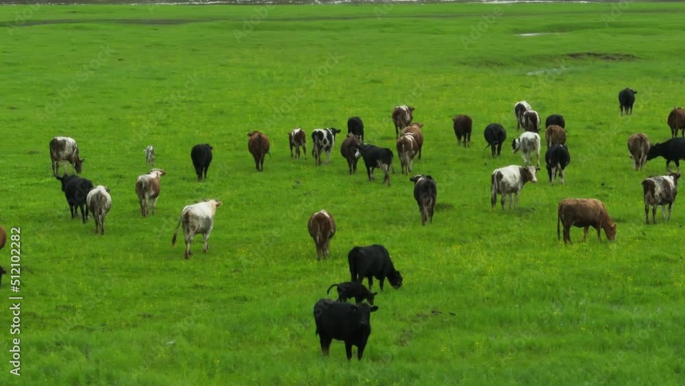 Herd of cows grazing in the large field in beautiful wild lanscape. Animal husbandry, livestock near small pond at summer sunrise. Aerial wide drone shot. Herd of cows grazing in the large field in beautiful wild lanscape. Animal husbandry, livestock near small pond at summer sunrise. Aerial wide drone shot.