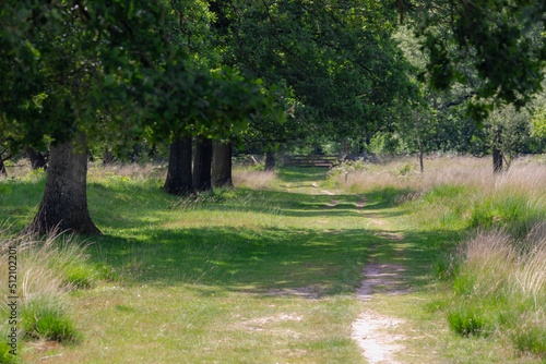Selective focus pathway with the trees along both side and green grass meadow, Low angel of oak trees in the summer with walkway in countryside of Netherlands, Nature background.