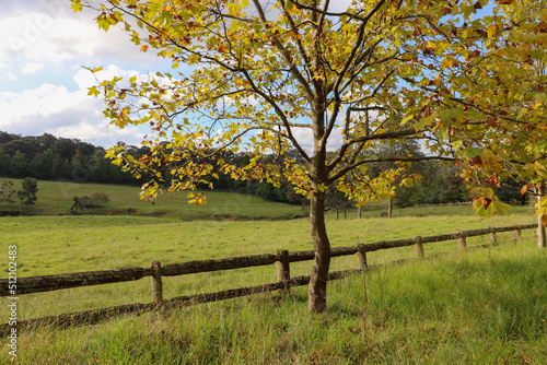 Autumn scene at Southern Highlands NSW Australia. Landscape Photography