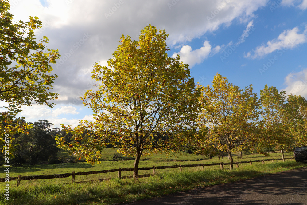 Autumn scene at Southern Highlands NSW Australia. Landscape Photography