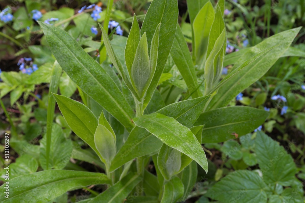 Centaurea montana young green leaves in spring close up. Centaurea montana young green leaves in spring close up.