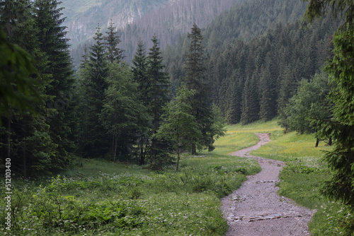 Pathway in the mountain misty forest. Hiking through a gloomy mystical coniferous forest.