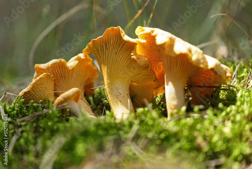 Chanterelle mushrooms in a forest