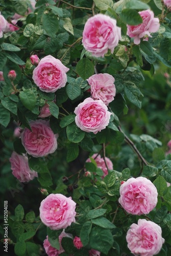 pink roses in a garden
