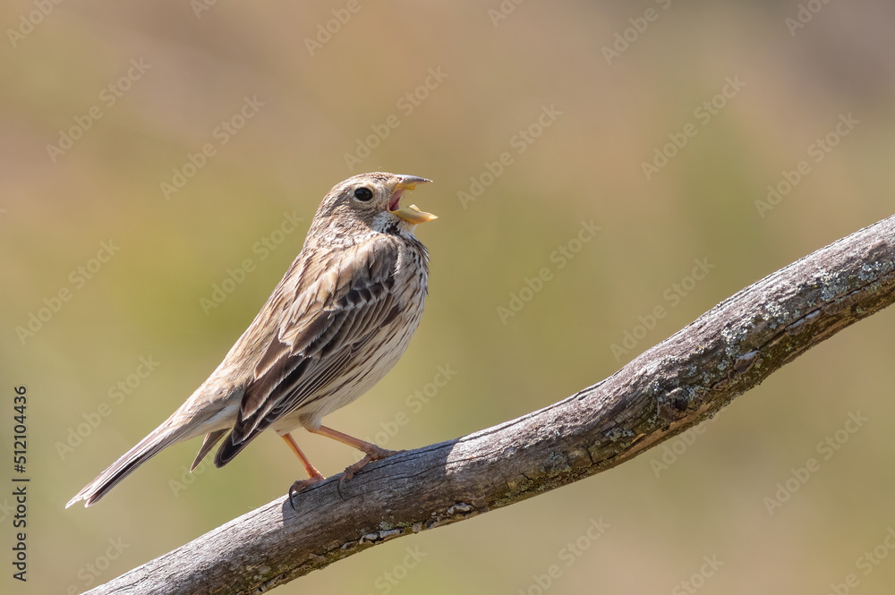 Corn bunting, Emberiza calandra. A bird sings, sitting on a branch Corn bunting, Emberiza calandra. A bird sings, sitting on a branch