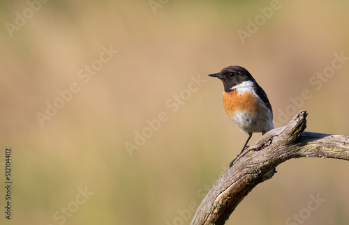 European stonechat, Saxicola rubicola. The male sits on a dry branch
