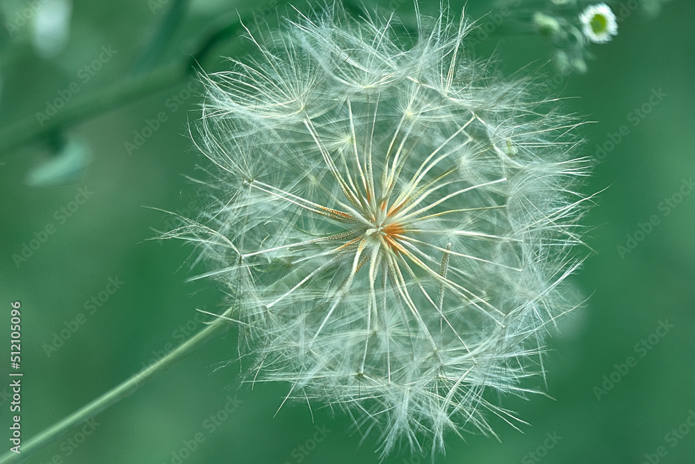 Fototapeta premium dandelion in the grass close up
